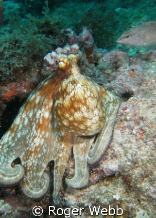 Some groupers chased this guy from his hiding place and I... by Roger Webb 