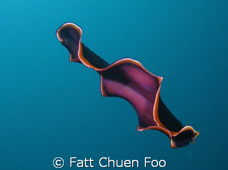 Is this an alien being or a swimming Polyclad Flatworm? T... by Fatt Chuen Foo 