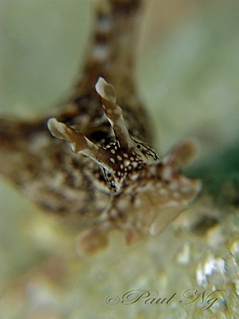 Sea Hare- Taken with Canon G9.  by Paul Ng 