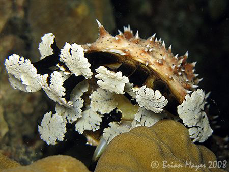 Close up of Graeffe's Sea Cucumber (Pearsonothuria graeff... by Brian Mayes 