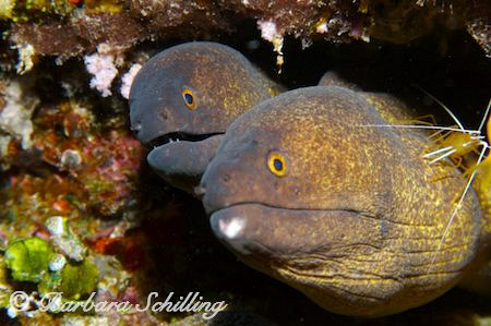 Two morays sharing a cleaning station. by Barbara Schilling 