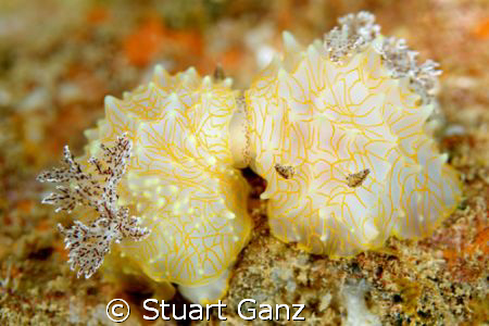 Two Gold Lace Nudibranches thinking about starting a fami... by Stuart Ganz 