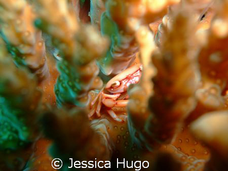a porcelain crab in a hard coral by Jessica Hugo 