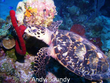 I'm a bit turtle mad! I stalked his guy with my buddy in ... by Andy Boundy 