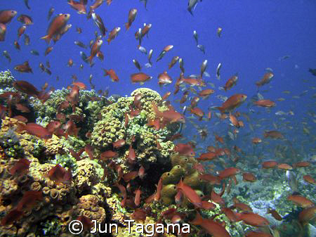 A warm welcome from school of Red Anthias. by Jun Tagama 