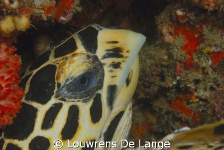 Close-up of Hawksbill turtle by Louwrens De Lange 