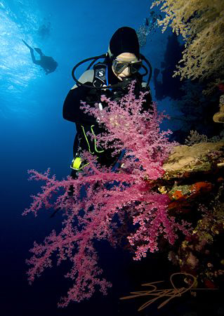 Diver & Soft Coral at Dedalus Reef, Red Sea. by Nicholas Samaras 