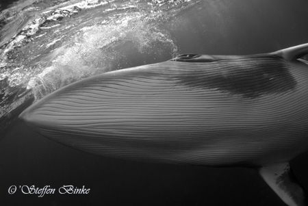 very close encounter with a minke whale, taken in the far... by Steffen Binke 