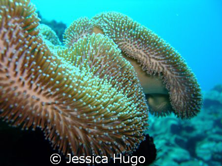 Soft Coral by Jessica Hugo 