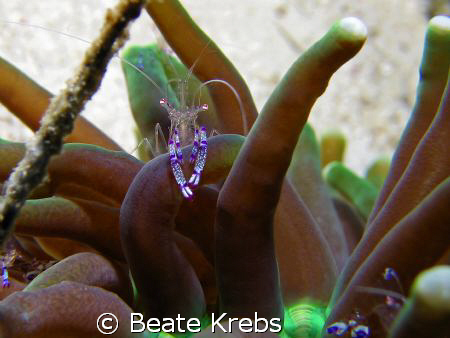 Anemone shrimp, canon S70 with macro lens by Beate Krebs 
