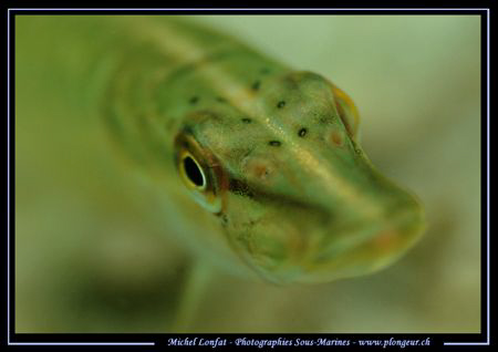 The Eye of the Baby Pike Fish... :O) by Michel Lonfat 