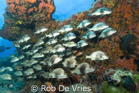 School of snappers by Rob De Vries 