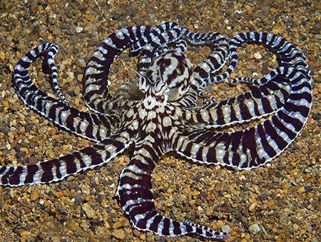 Mimic Octopus (Thaumoctopus mimicus) from Secret Bay in A... by Jim Chambers 