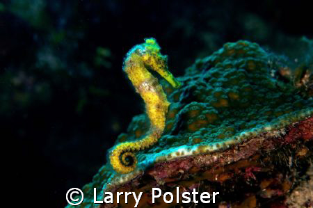 One of several seahorses in Bloody Bay Marine Park, D300,... by Larry Polster 