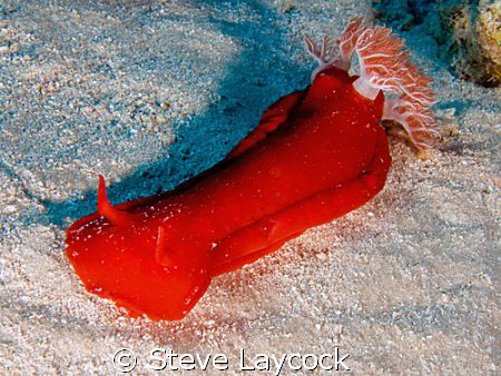 Spanish dancer, going for a crawl during the day.  by Steve Laycock 