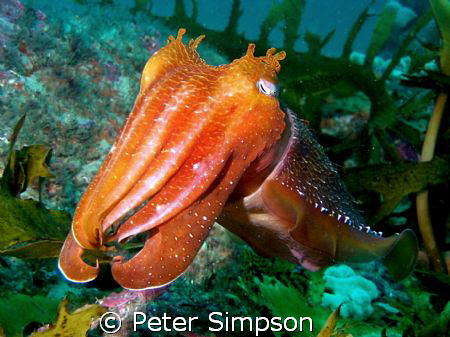 Cuttle fish love to have there picture taken.Photo taken ... by Peter Simpson 