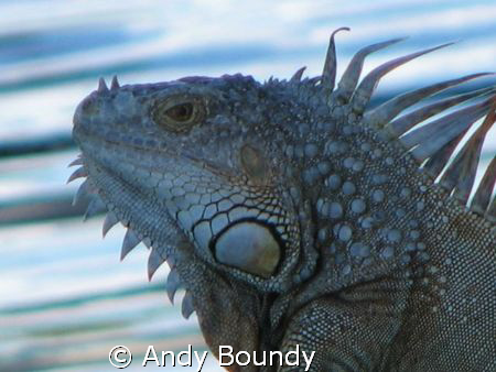 This guy was on the boardwalk by the canal. There are qui... by Andy Boundy 