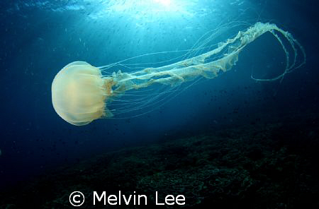 Jelly fish with Sun ray . Shoot with Tokina 10-17mm fishe... by Melvin Lee 
