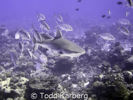 School of Jacks chasing away a grey reef shark.  Check ou... by Todd Karberg 