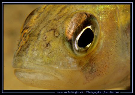 Face to face with this beautiful Pearch..... -----> ;o) by Michel Lonfat 