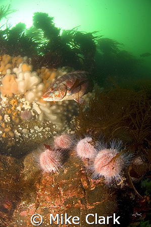 Ballan wrasse swims over beautiful Scottish reef. Nikon D... by Mike Clark 