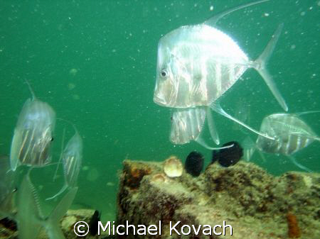 Lookdowns under the Anglin Pier at Lauderdale by the Sea by Michael Kovach 