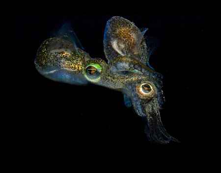 Rare mating dumpling squid photographed in the cold water... by Cal Mero 