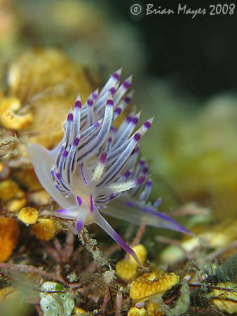 A Red-Lined Flabellina (Flabellina rubrolineata) at dive ... by Brian Mayes 