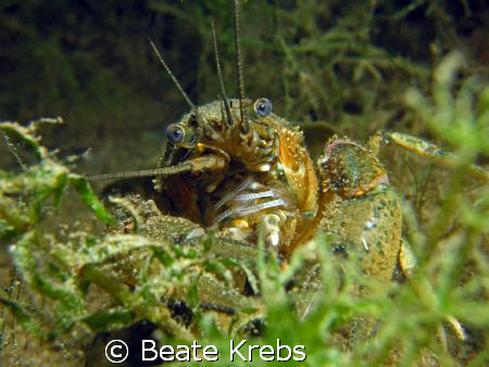 American crayfish hiding , taken with Canon S70 UCL165 IN... by Beate Krebs 