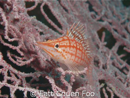 Longnose Hawkfish, Pulau Weh, Aceh Taken with Olympus SP3... by Fatt Chuen Foo 