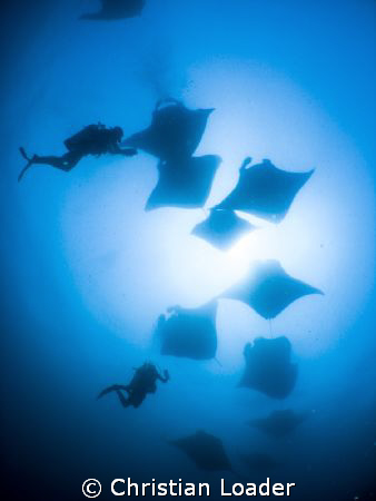 Just some of the 100+ Mantas at Hanifaru today! 

Olymp... by Christian Loader 