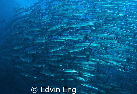Marching Barracudas! Taken in Sipadan with Canon S80, Ino... by Edvin Eng 