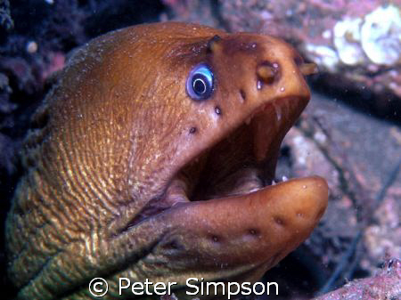 "Take one more shot & I'll" Photo of an unhappy Moray Eel... by Peter Simpson 