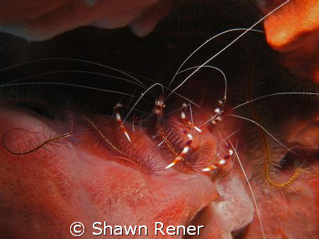 Banded Coral Shrimp- Cozumel, Mex. 08
Sea & Sea 1G by Shawn Rener 