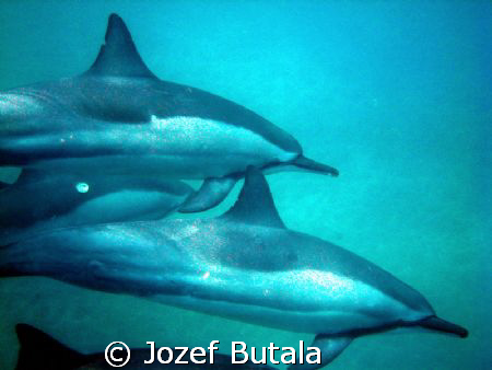 Spinner dolphins at Manele Bay Lanai,,Canon SD750,snorchling by Jozef Butala 
