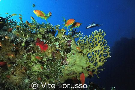 Corals - Millepora dichotoma by Vito Lorusso 