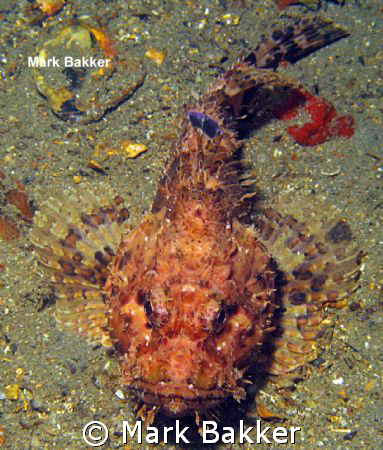 Scorpionfish adult ,on the wreck HM Coriolanus by Mark Bakker 