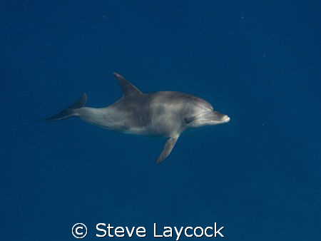 bottlenose dolphin,comes over for a closer look by Steve Laycock 