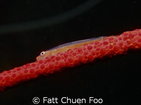 Triplefin on Red Whip Coral taken at Tatchai, Thailand wi... by Fatt Chuen Foo 
