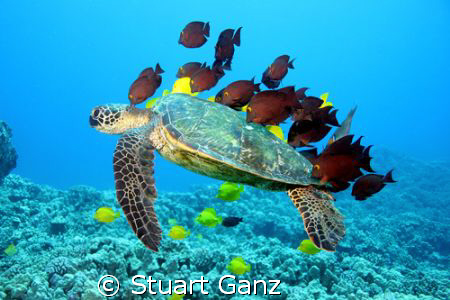 Green sea turtle at a cleaning station in Kona. by Stuart Ganz 