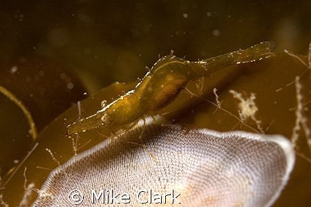 pregnant shrimp on moving kelp, Nikon D 70, 60mm nikon le... by Mike Clark 