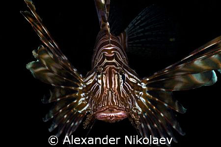 Lionfish. Inchkape-II, Fujeira, UAE. by Alexander Nikolaev 