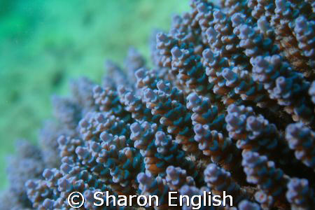 Acropora Coral by Sharon English 