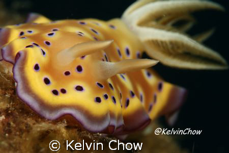 Nudibranch - Chromodoris Kuniei
Taken by: 
Canon EOS 40... by Kelvin Chow 