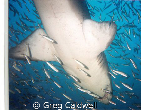 Under the Radar/ 
Followed this shark to get this great ... by Greg Caldwell 