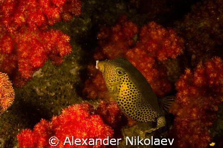 Trunkfish. Canon 40D, Sigma 50mm 1:2.8 DG MACRO. by Alexander Nikolaev 