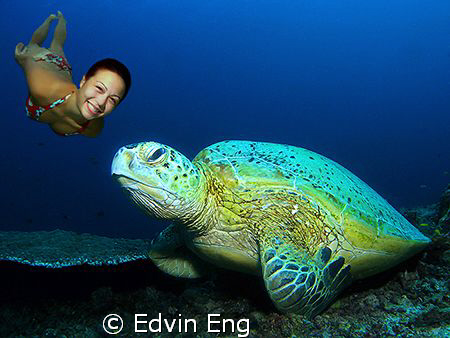 Beauty & The Turtle! Taken in Redang & Sipadan with Canon... by Edvin Eng 