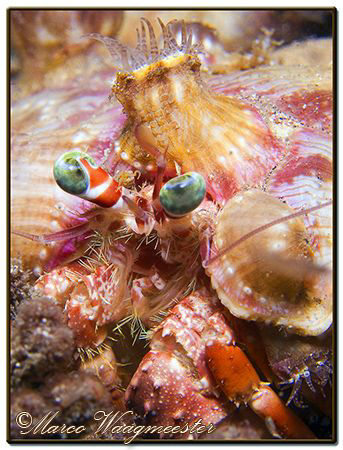 Anemone Hermit Crab Portrait, during a night dive in Sanu... by Marco Waagmeester 