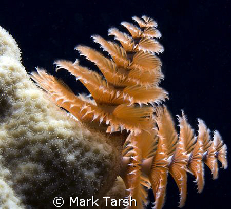 Christmas Tree Worm in white coral. Nikon D80, 60mm by Mark Tarsh 