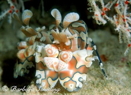 A pair of Harlequin Shrimp. Taken with a Nikon F100 and a... by Barbara Schilling 